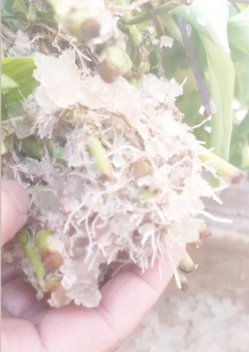 تصویر 4 از فروش عمده هیدروژل کشاورزی صادراتی با جذب بالا